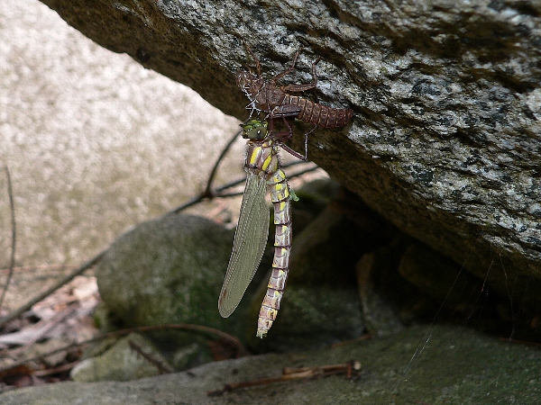 早良区　川散策　ついにこの日がきた_e0002314_18553317.jpg