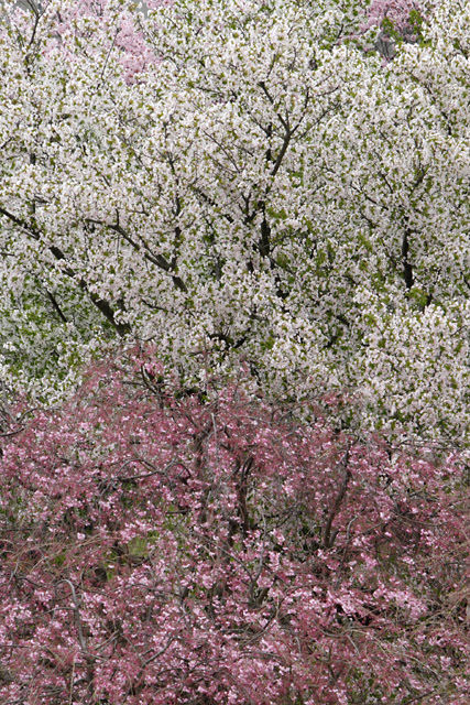 桜咲く    幸田町文化広場編　　その1_e0077631_17542862.jpg