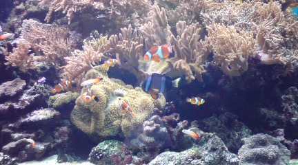 水族館_a0094534_852970.jpg