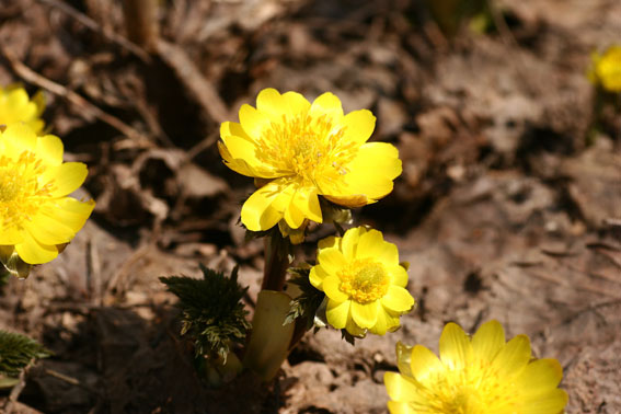 ４月の草花：４月８日“フクジュソウと・・・”_d0069235_20251070.jpg