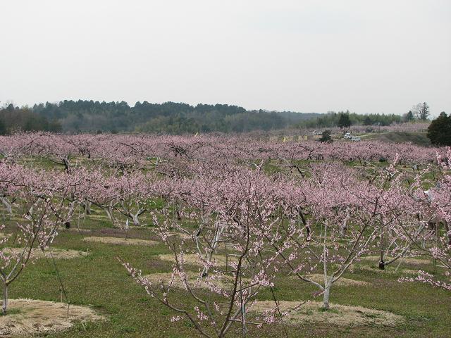 f0099535_19502470.jpg