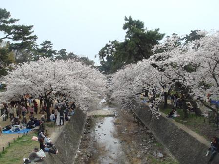 庭の小さい花たちと夙川の桜_a0076237_16393098.jpg