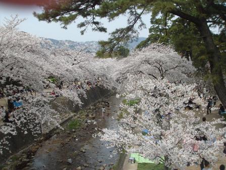 庭の小さい花たちと夙川の桜_a0076237_16433733.jpg