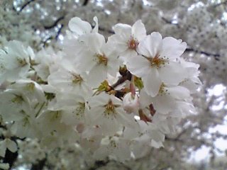 桜が満開_c0111741_23345571.jpg