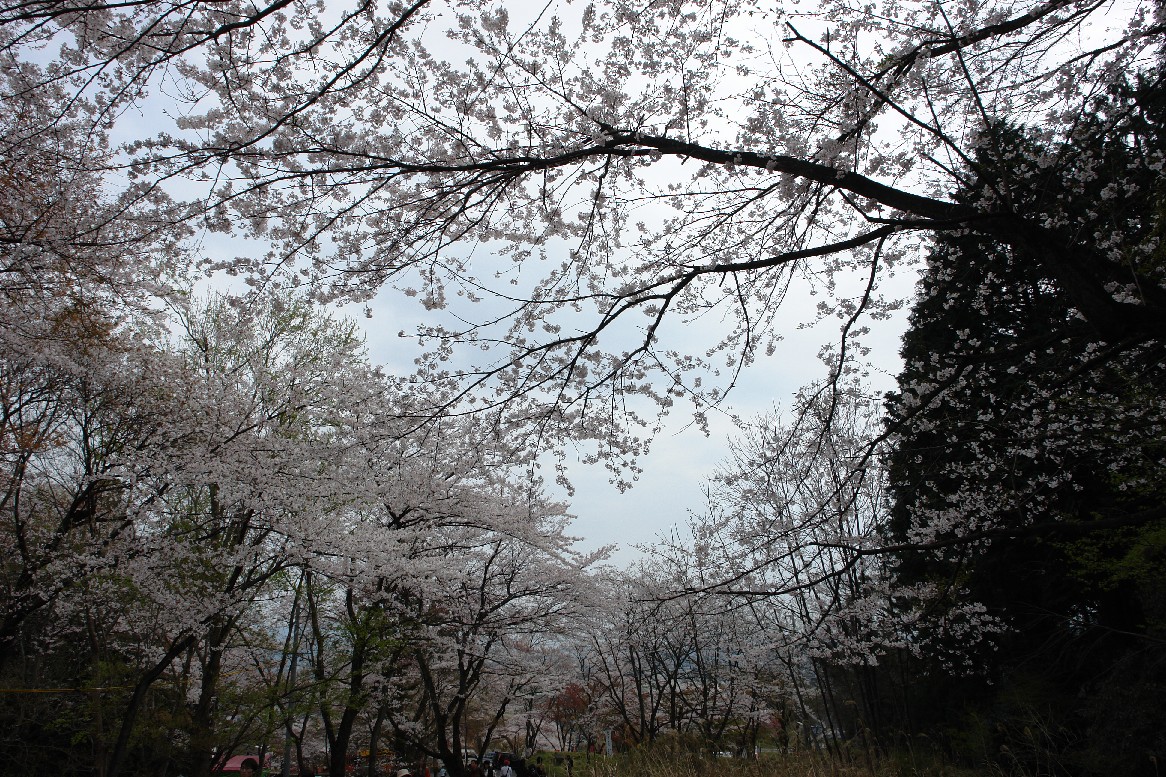 桜三昧一日目（霞間ヶ渓と大津谷）_b0088444_23282996.jpg