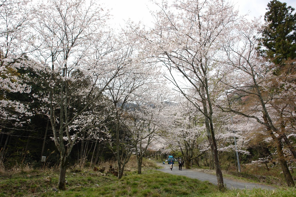 桜三昧一日目（霞間ヶ渓と大津谷）_b0088444_23303369.jpg