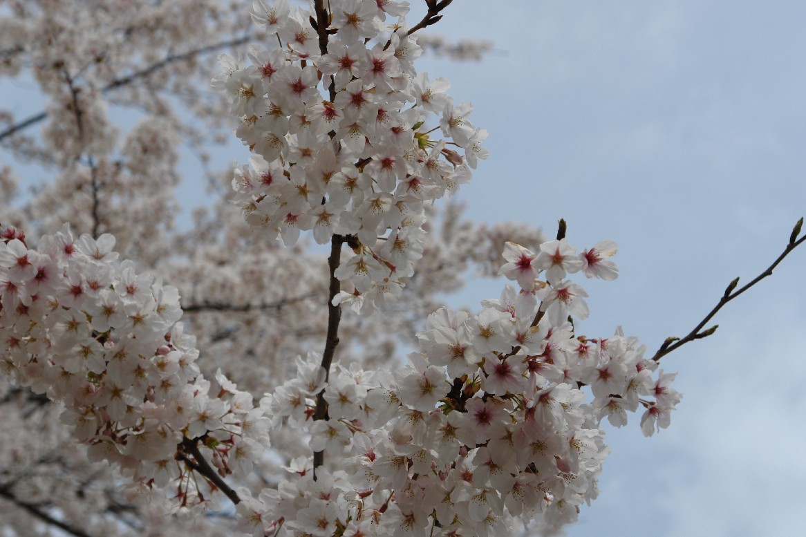 桜三昧一日目（霞間ヶ渓と大津谷）_b0088444_2332277.jpg