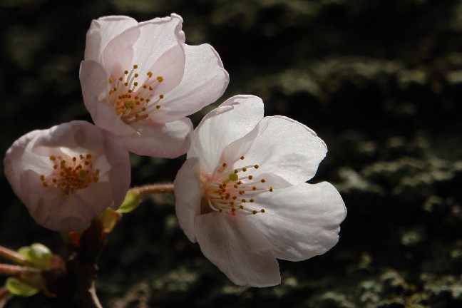 桜三昧一日目（霞間ヶ渓と大津谷）_b0088444_2332434.jpg