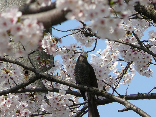 桜三昧二日目（大垣市内ファミポタ）_b0088444_23531972.jpg