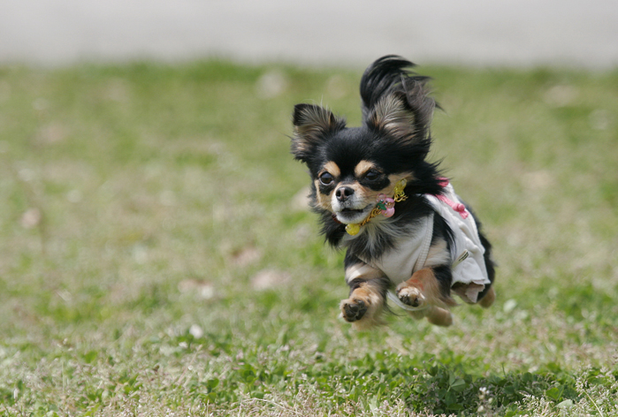 「犬は、犬なんだから・・・・」2_d0101050_22173738.jpg