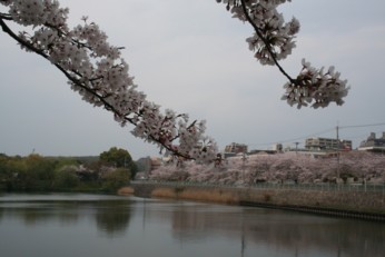 桜_a0086353_15342871.jpg