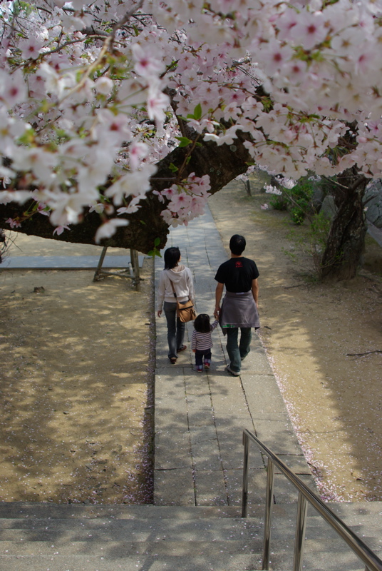 ４月７日　西國寺の桜定点観測_a0009554_20212948.jpg