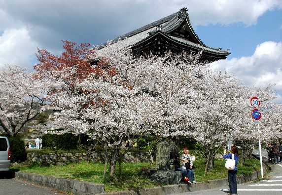 　　桜満開の根来寺大門　　２０２３-０２-１９　００：００_b0093754_0232646.jpg