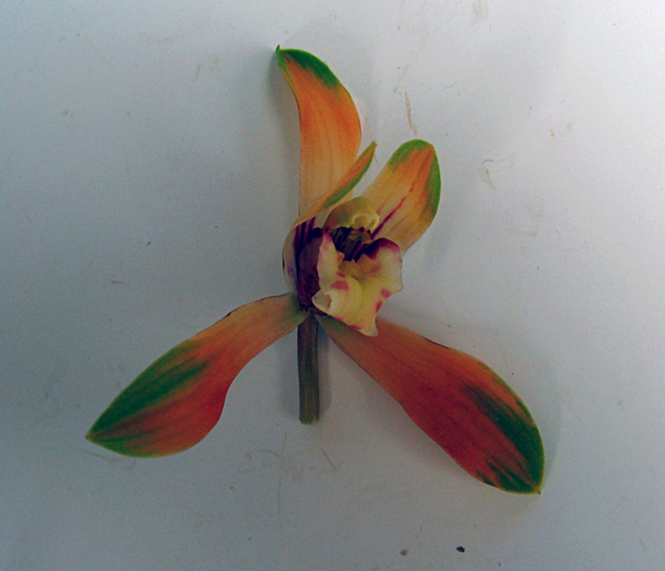 ◆登録銘品紅花の芽変り・・・　　　　　　　　　　　　　　Ｎｏ．３３_d0103457_20103432.jpg