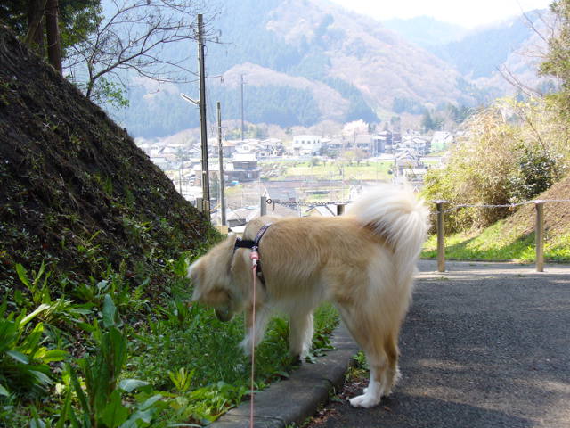 のんび～り日曜日_a0100160_20255166.jpg