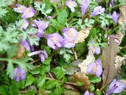 c0108460_1733026.jpg