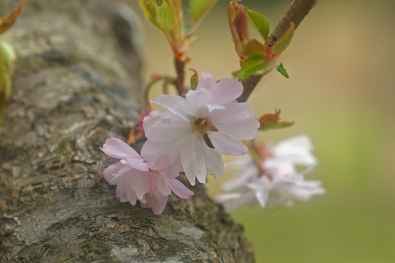 桜、いろいろ_e0006964_11412594.jpg