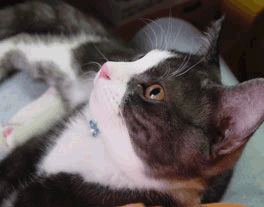 a0064067_1531545.gif
