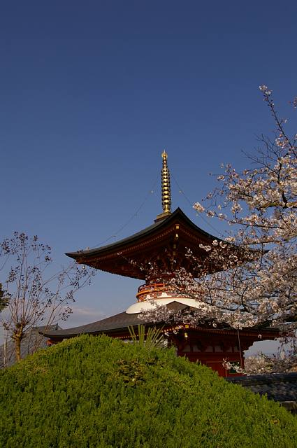 久米田寺～伽藍と桜～_a0056769_20365.jpg