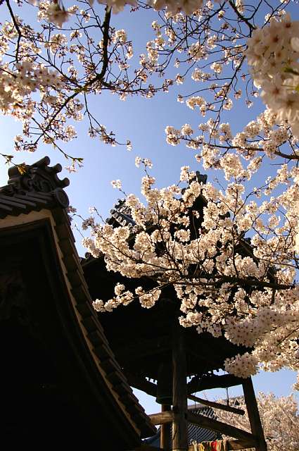 久米田寺～伽藍と桜～_a0056769_215543.jpg