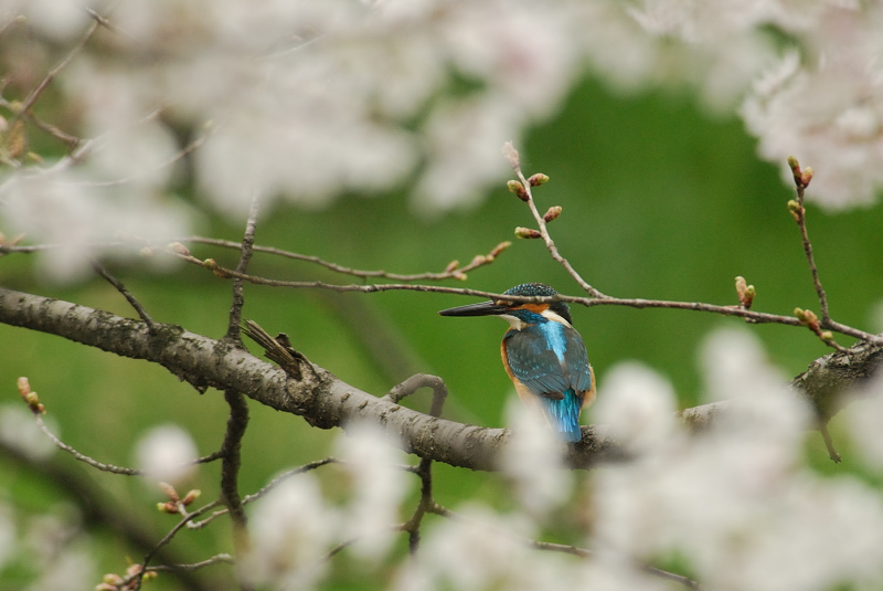 桜カワセミ・・Ⅲ_f0061172_6182143.jpg