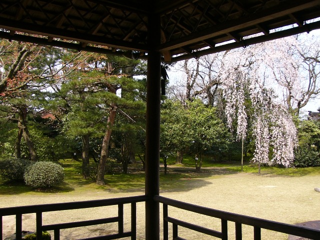 有形文化財　内山邸の桜_a0096177_1713228.jpg