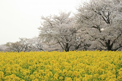 今日の桜_a0035678_22464093.jpg