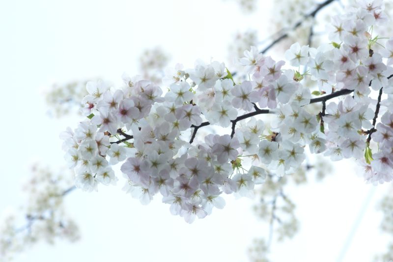 雨の桜　－妖艶な美しさー_d0079278_015491.jpg