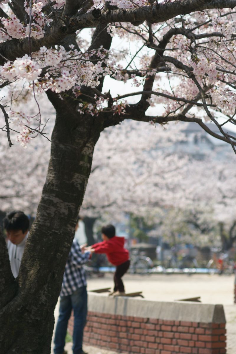 桜舞い散る公園で　ーおもいおもいに花を楽しむー_d0079278_2253670.jpg