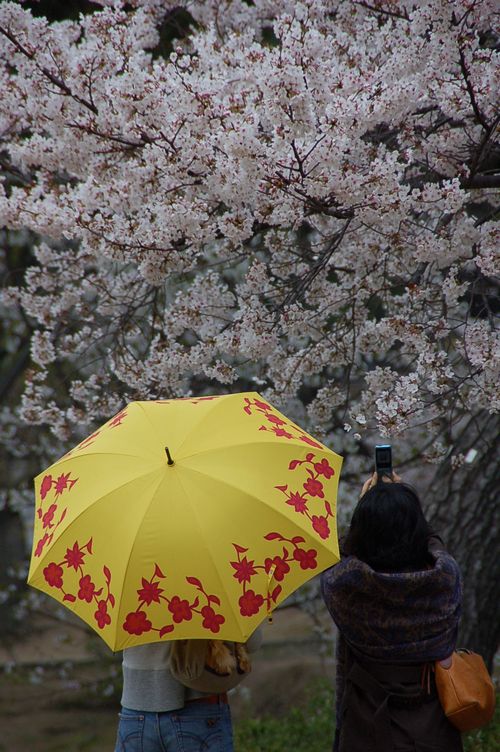 　雨の中　西宮の桜の名所　夙川の桜を撮ってきました！2_e0063278_17491677.jpg