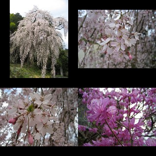 青梅線･武蔵五日市線　お花見日和　その②_b0098780_21331779.jpg