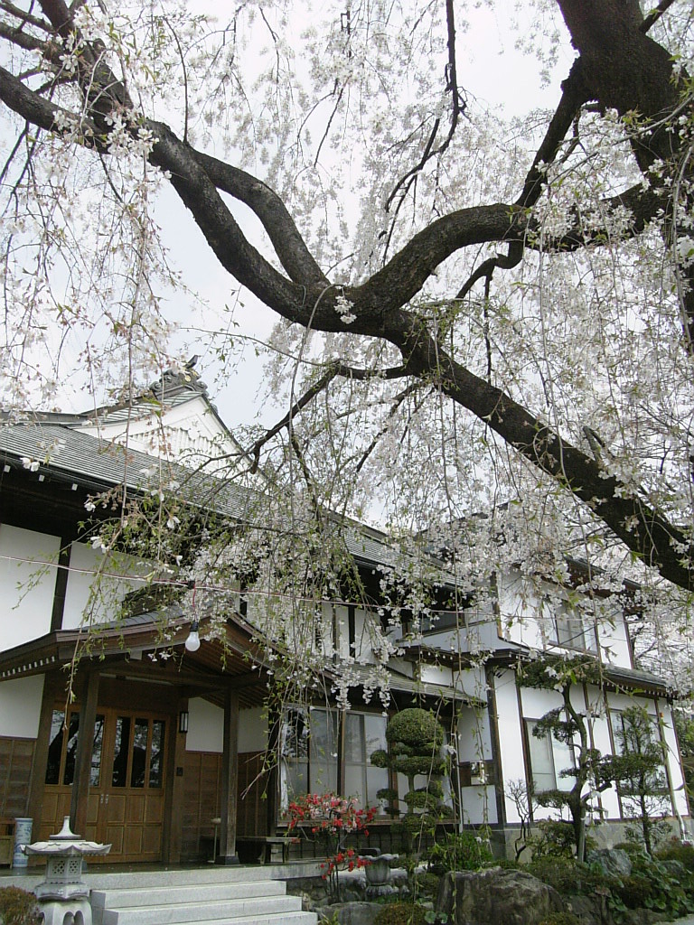 宗徳寺の枝垂桜_a0078986_11313799.jpg