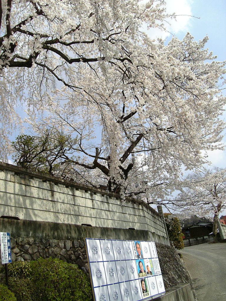 宗徳寺の枝垂桜_a0078986_11352211.jpg