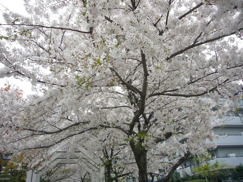 桜_a0030689_1414334.jpg