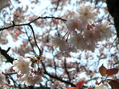 浮見堂と桜－奈良_b0008289_21514856.jpg