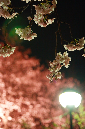 夜桜_e0101690_211252.jpg