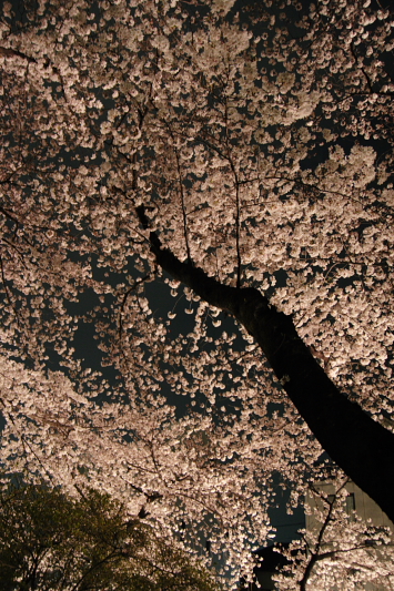 夜桜_e0101690_214671.jpg