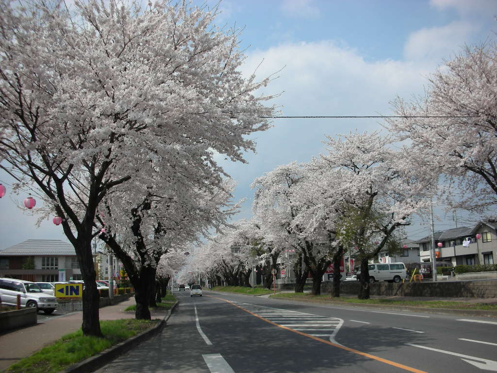 桜_d0087497_14491632.jpg