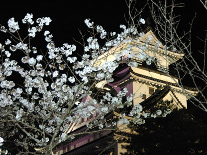 夜桜_b0067598_2283817.jpg