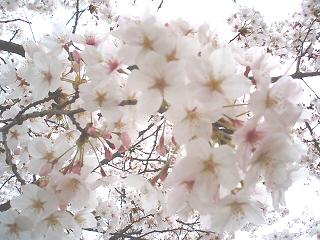 桜～万博記念公園（大阪）_e0106098_22151433.jpg