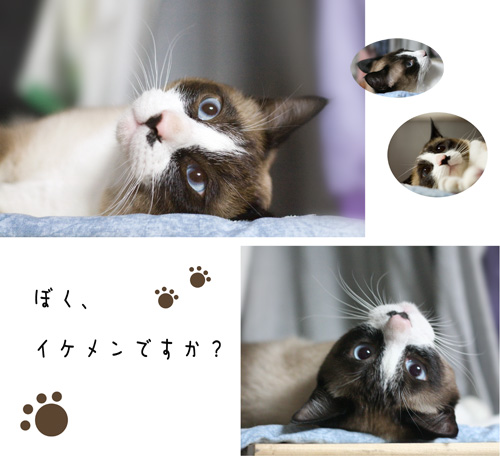 顔黒猫へ、まっしぐら_f0003598_20322421.jpg