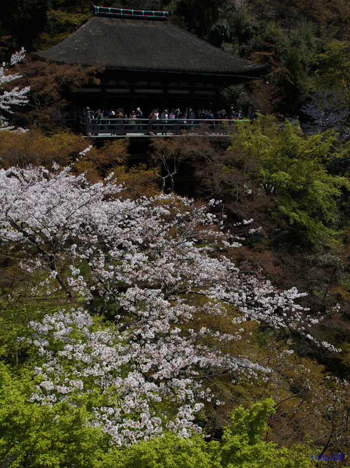 清水寺の桜_f0010298_2348261.jpg