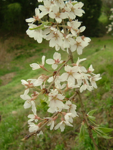 舞台桜　（ぶたいざくら）を求めて_f0007106_5385849.jpg