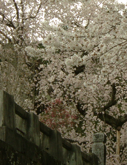 舞台桜　（ぶたいざくら）を求めて_f0007106_551124.jpg