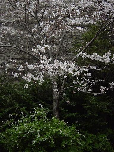 c0015607_20341328.jpg