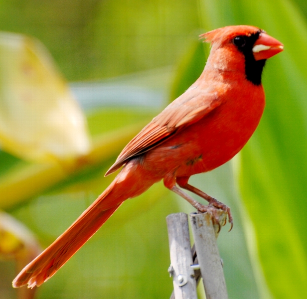Red:赤い色の鳥、花、実、 : 楽園ハワイ通信