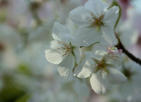 さくら～桜_c0100214_8512418.jpg