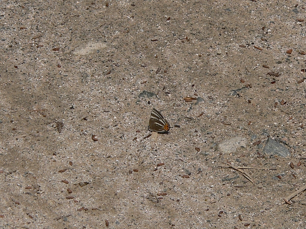 e0002314_20542689.jpg