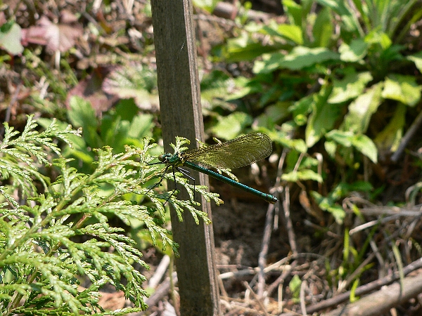 e0002314_2121459.jpg