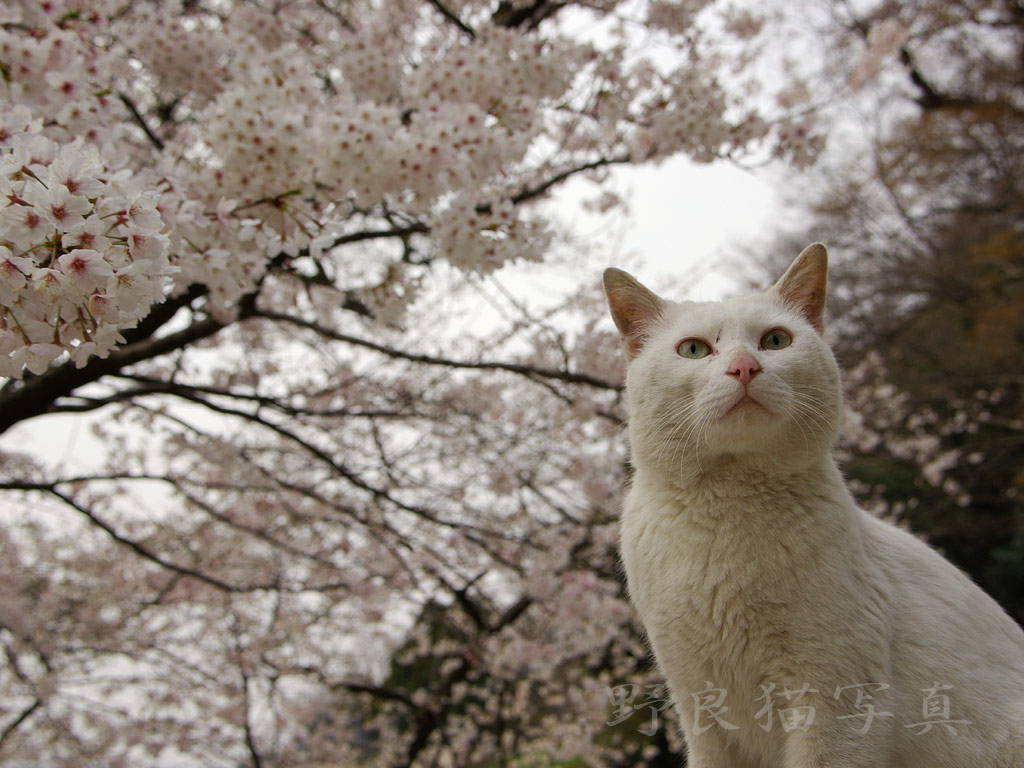 壁紙 桜猫 野良猫写真 壁紙ブログ